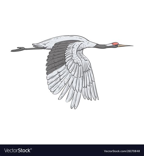 Japanese Crane Flying In Air With Wings Down Vector Image
