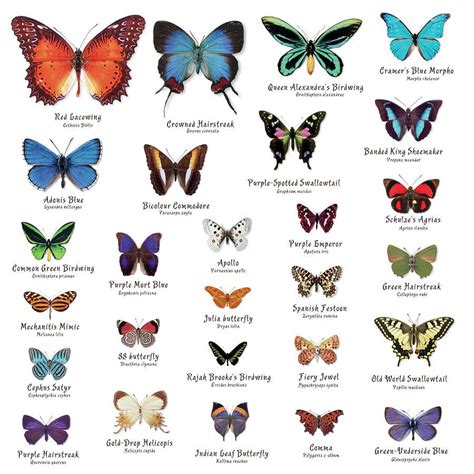 Beautiful Butterflies Butterfly Species Types Of Butterflies