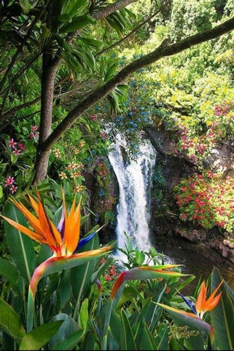 Waterfall In Hawaii Also Beautiful Birds Of Paradise Flowers