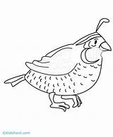Quail Coloring Printable Popular Library Clipart Coloringhome sketch template