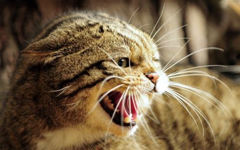 Managing Aggression In Cats My Vet Animal Hospital