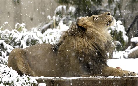 Wallpaper Lion Snow Down Big Cat Predator 1920x1200 Wallup