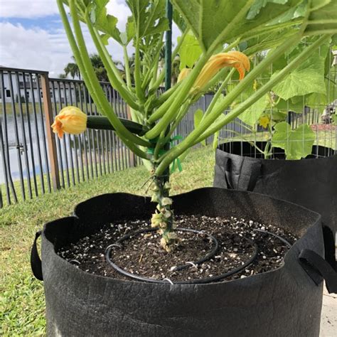 How To Stake Zucchini In 10 Simple Steps Step By Step Guide