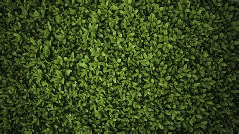 Green Plants Leaves 5k Wallpaperhd Nature Wallpapers4k Wallpapers
