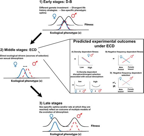 Conceptual Illustration Of How Multiple Causes Of Sex Specific Download Scientific Diagram