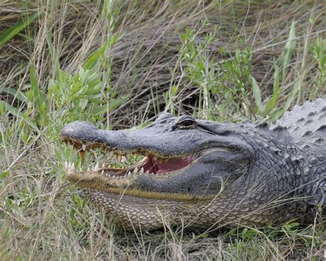 Alligator Anahuac National Wildlife Refuge Texas Misanthrope Flickr