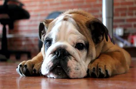 This English Bulldog puppy is not happy.