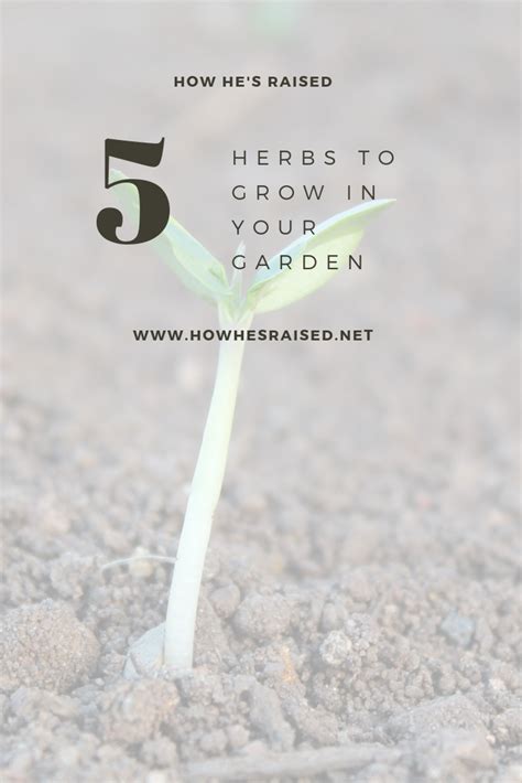 5 Herbs To Grow In Your Garden This Spring How Hes Raised Herbs