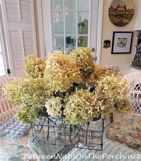 The Easy Way To Dry Or Preserve Limelight Hydrangea Blossoms Dried