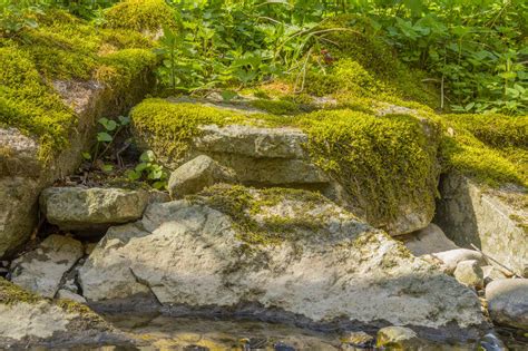 Sep 28, 2020 · applying grass seed with a moss killer would not be a good idea because the moss killer would be too strong for the newly sprouted grass seeds. How to Grow Moss as a Ground Cover