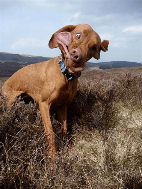 Here Are Some Hilarious Photos Of Animals Making Funny Faces Funny Dog