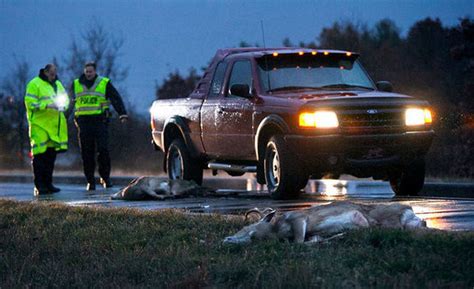 9 Things To Know About Deer Vehicle Crashes In Michigan