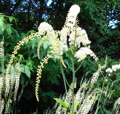 Actaea Racemosa Seedscape