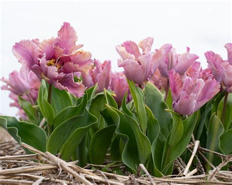Tulip Vovos Bulbs — Buy Online At Farmer Gracy Uk