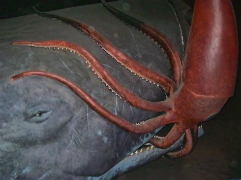 Topsy's Revenge: There's No Such Thing as a Giant Squid