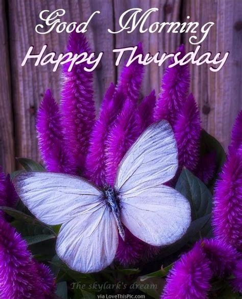 Beautiful Good Morning Happy Thursday Quote Good Morning Thursday Images Happy Thursday Images