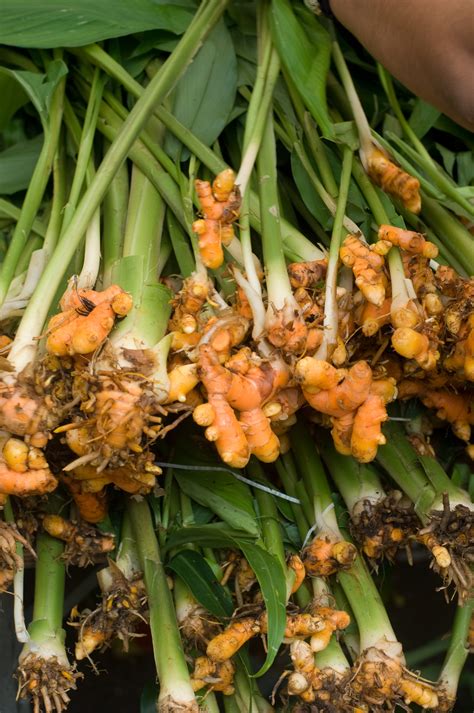 Ginger plant belongs to zingiberaceae family which also includes cardamom, turmeric (curcuma longa) and galangal. Orange Ginger Root