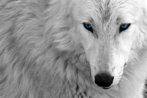 53 white wolf hd wallpapers and background images. An edit -- White Wolf Blue -- Desktop Wallpaper Background ...