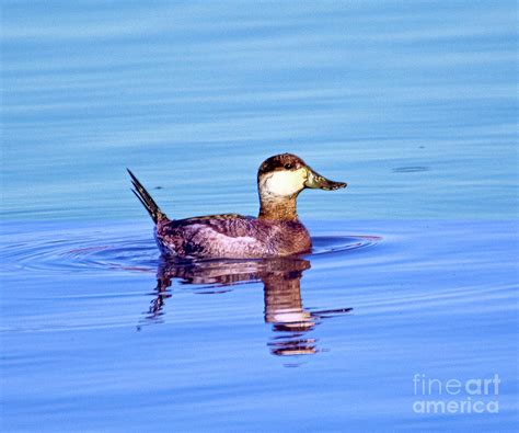 Ruddy Duck Young Male Photograph By Todd Musser