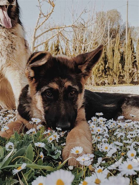 Cute Puppies 15 Images That Will Melt Your Heart For Sure Shepherd