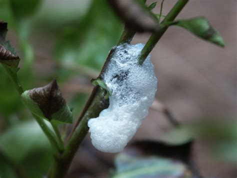 Spittlebug Adults Walter Reeves The Georgia Gardener