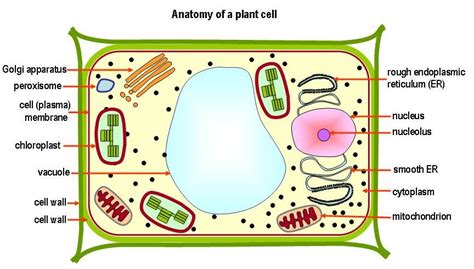 This helps hold the cell together and controls the movement of substances in and out of the cell. MOVEMENT OF SUBSTANCES ACROSS THE PLASMA MEMBRANE