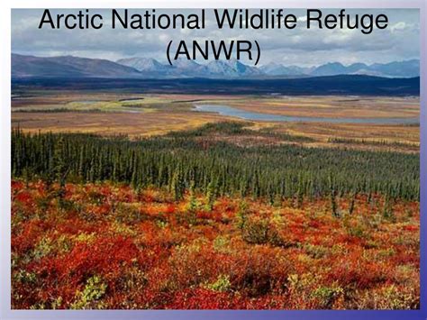 Ppt Arctic National Wildlife Refuge Anwr Powerpoint Presentation