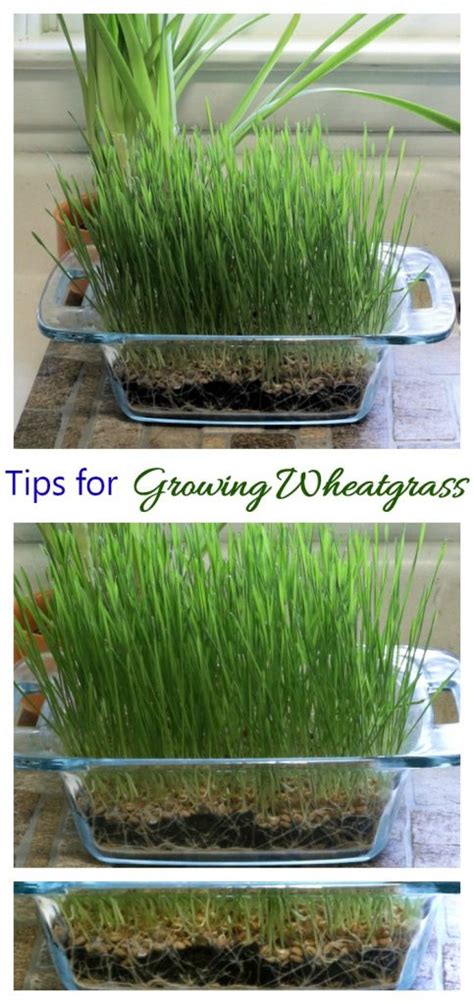 Growing Wheatgrass Seeds How To Grow Wheat Berries At Home