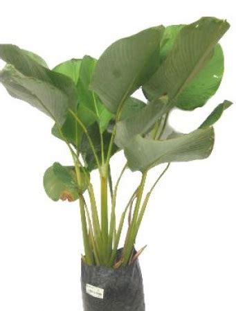 Daunnya mirip daun pisang yang besar, bunganya merah, kuning, dan oranye yang mencolok. Tanaman Pisang Kalatea - BibitBunga.com