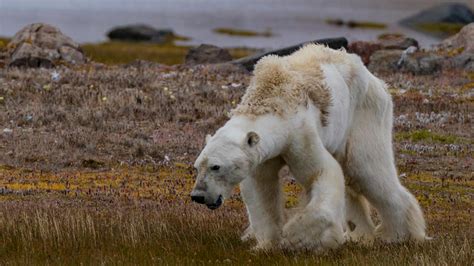 Dying Polar Bear Raises Fears Over Climate Change World The Times