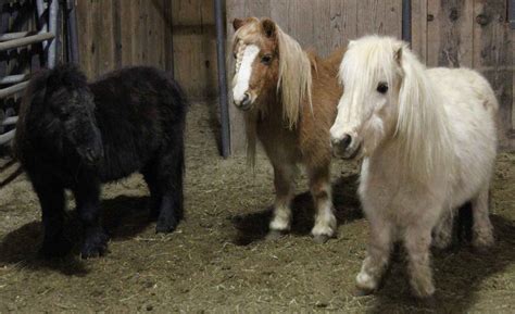 Woodstock Hooved Animal Humane Society Rescues 14 Miniature Horses