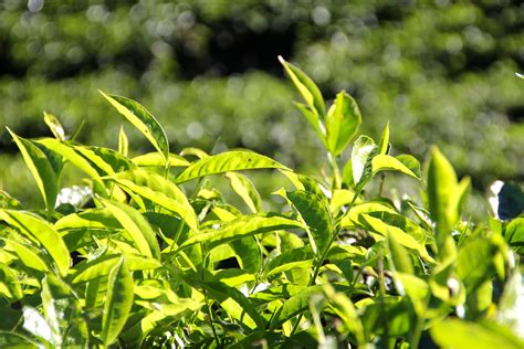 Teh chamomile organik menawarkan lebih banyak manfaat untuk tubuh. Gambar : cabang, menanam, halaman rumput, daun, bunga ...