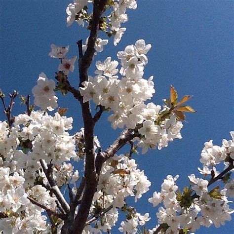 Fiori flowers is an upscale flower boutique and has continued its tradition of arranging flowers in the most beautiful. Flowers cherry in 2020 | Flowers, Plants, Instagram