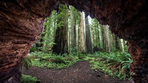 Wallpaper Nature Rock Cave Forest Plants Trees Redwood