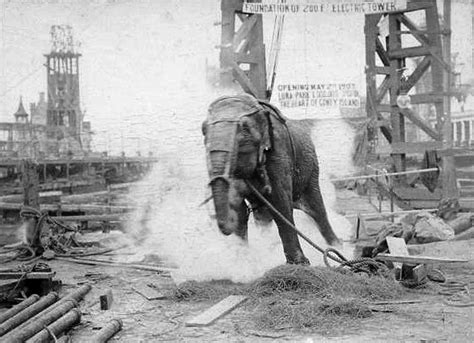 Odd This Day Jan 4 1903 Topsy The Elephant Publicly Executed