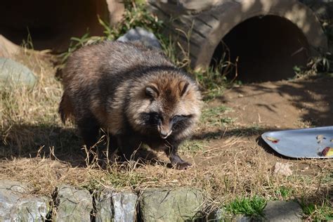 Japanese Raccoon Dog Animals Pinterest