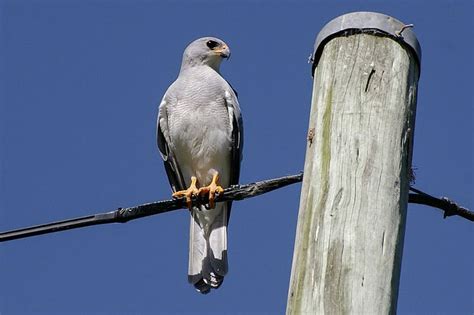 12 Species Of Hawks In Arizona With Pictures Bird Feeder Hub