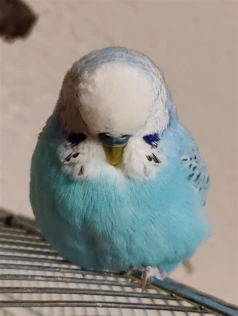 Reddit The Front Page Of The Internet Budgies Beautiful Birds Cute