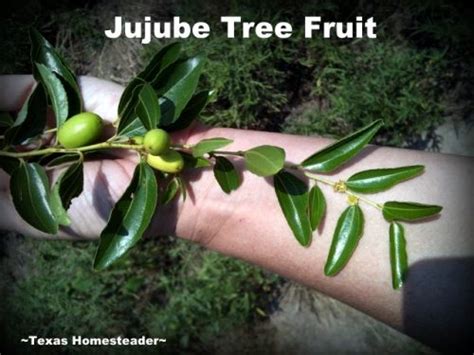 Very very surprised my boy is flowering. Jujube Tree And Fruit Identification On Old Abandoned ...