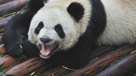 How Panda 41 Should Change Your Content Strategy