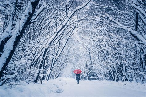 Winter Winter Japan Winter Cherry Blossom