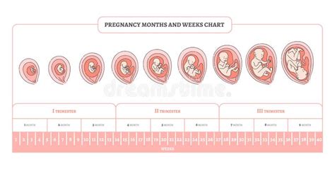 Pregnancy Month Weeks And Trimesters Chart With Stages Of Embryo