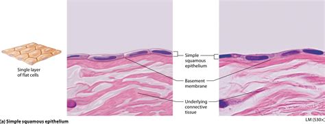 Module 42 Epithelial Tissues Basement Membrane Anatomy Layers