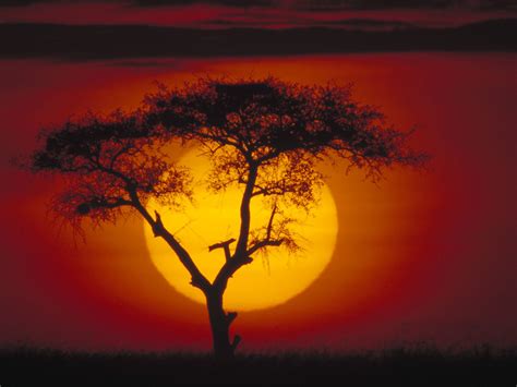 Kenya Africa Acacia Tree At Sunset