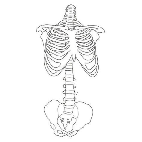 Simple Skeleton Drawing At Explore Collection Of