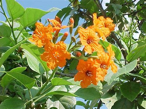A tropical flowering vine that's hardy for north florida. Cordia sebestena is a species of flowering plant in the ...