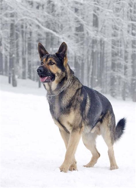 12 Reasons German Shepherds Are The Best Looking Dogs In