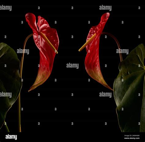 Bi Colored Anthurium Flowers Also Known As Tail Flower Flamingo And