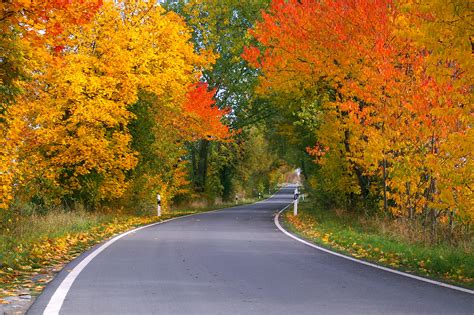 Free Images Landscape Nature Road Leaf Tunnel Asphalt Dry Rest