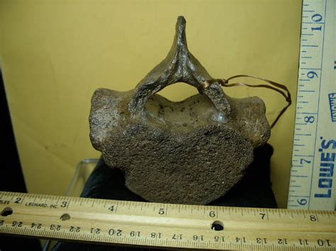Fossil Manatee Vertebra 072421f The Stones And Bones Collection